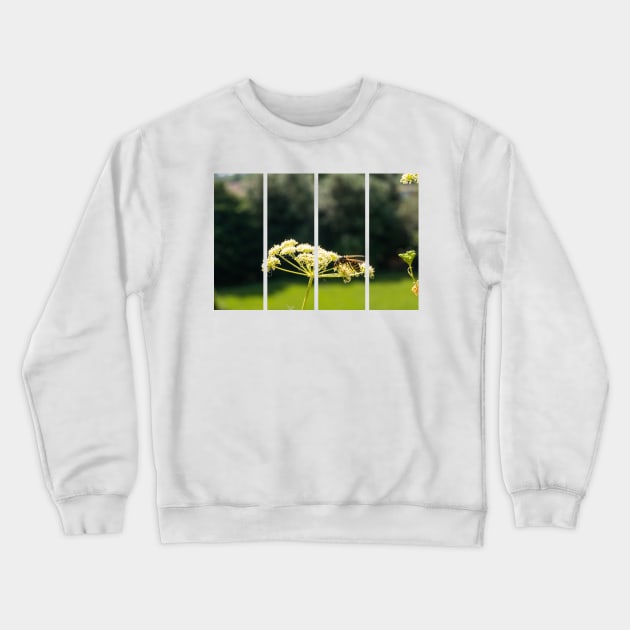 Wasp on a white Caraway or meridian fennel flower. Macro photo. Texture of white petals. Wasp close-up. Drawing on the body of a wasp. The wasp pollinates the flower. Natur green background. Bokeh Crewneck Sweatshirt by fabbroni-art